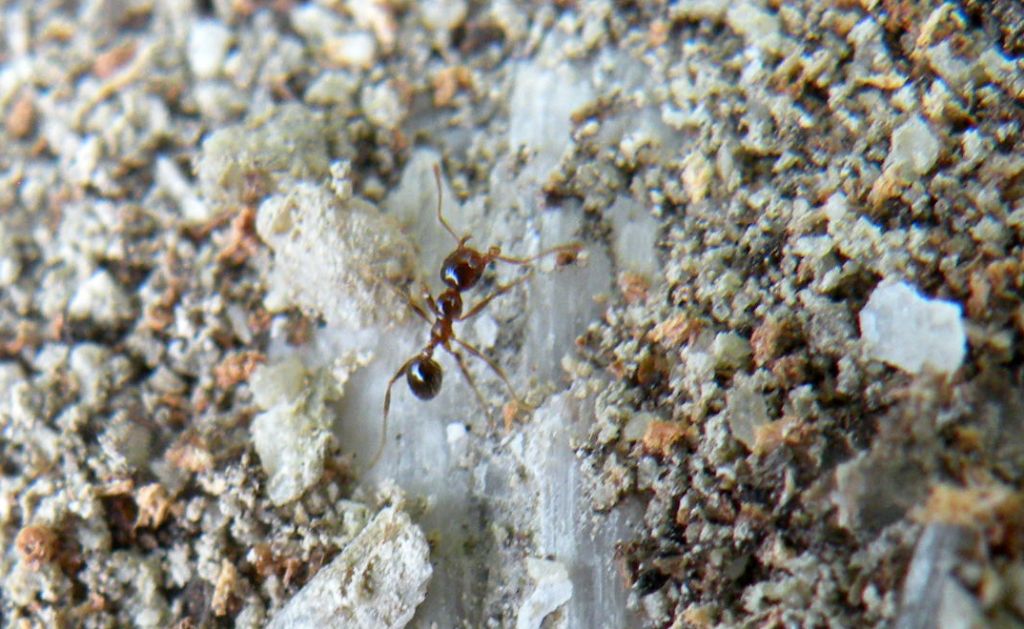 Formiche e formicaio: Pheidole pallidula